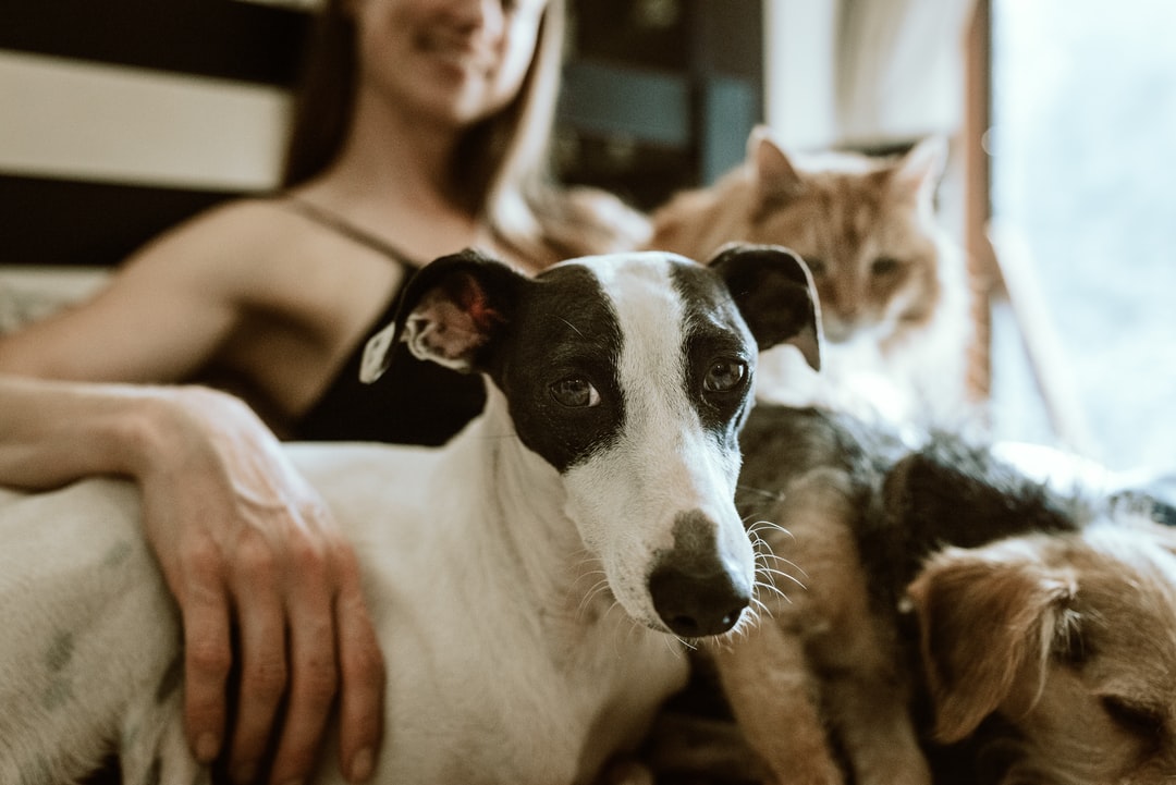 Pets in Your Orlando Rentals: Yes or No?